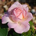 Rose Richmond Photo 20