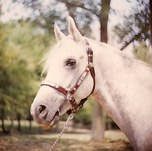 Barbara Howell Photo 35