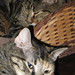 Sue Love Photo 15