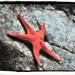 Heather Shedd Photo 9