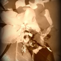 Betty Hooper Photo 8