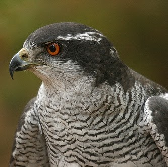 John Petrella Photo 19