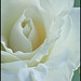 Kathi Rose Photo 14