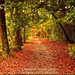Edward Forest Photo 9