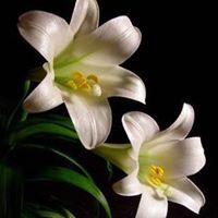 Mary Timm Photo 7