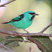 Richard Comstock Photo 22