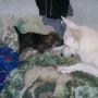 Janet Sullivan Photo 7
