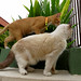 Julie Goins Photo 7