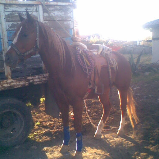 Adrian Rosas Photo 8