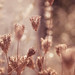 Michelle Wiles Photo 7