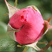 Rosa Weber Photo 13