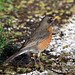 Robin Magee Photo 38