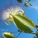Carla Flowers Photo 22