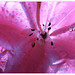 Frances Pink Photo 6