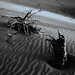 Yang Wu Photo 18