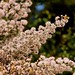 Heather Branch Photo 34