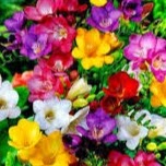 Tina Green Photo 32