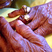 Josephine Hands Photo 7