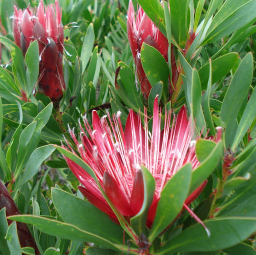 Carolyn Mcintyre Photo 31