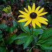 Susan Weems Photo 10