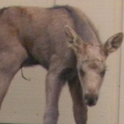 Jan Hale Photo 9