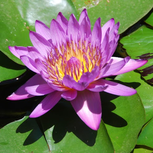 Susan Neese Photo 21