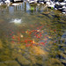 Ronald Rogers Photo 38