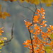 Joy Green Photo 21