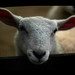 Karl Lamb Photo 24