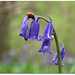 Flora Bloom Photo 16