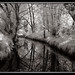 June Spring Photo 4