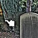 Elizabeth Morrell Photo 13