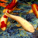 Debra Maddox Photo 21