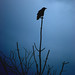 Edgar Maier Photo 5