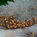 Catherine Rock Photo 16