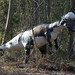 Rex Mckinney Photo 8