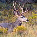Sandra Buck Photo 14