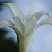 Misty White Photo 28
