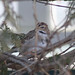 Janet Sparrow Photo 15