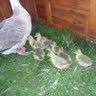 Mary Needham Photo 45