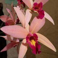 Ann Scholl Photo 14