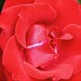 Darlene Rose Photo 45