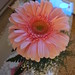 Daisy Dinh Photo 1