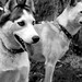 Lisa Juneau Photo 15