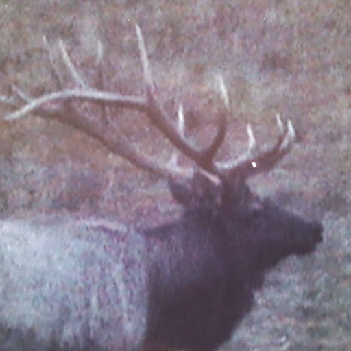 Joy Clements Photo 4