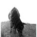 Susan Harker Photo 27