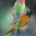 Timothy Finch Photo 14