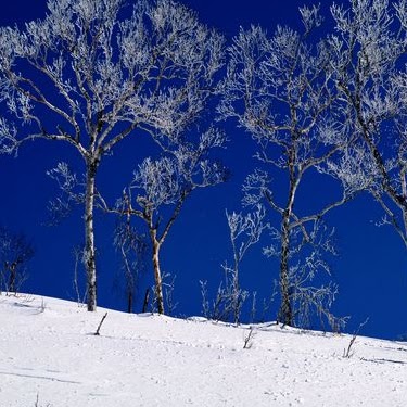 Joan Peterson Photo 22