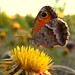 Cecilia Brown Photo 10