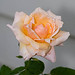 Rose Jackson Photo 11